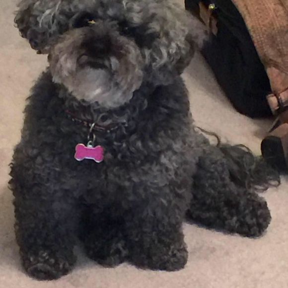 Meet your Posher, Susan - Picture 1 of 1